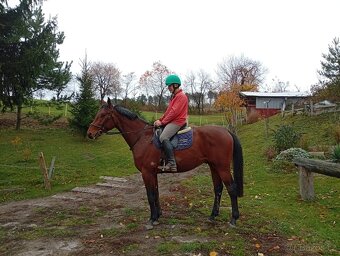 Nabízíme více mladých koní - 2