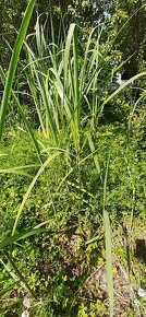 Prodám ozdobnice velká něco jako rákosí - 2