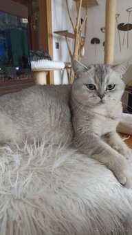 Britská stříbřitá koťátka s PP - 2