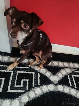 Čivava krátko srsta - 2