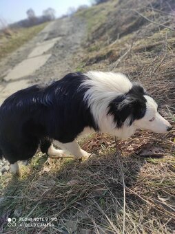 Border kolie - 2