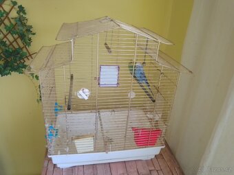 Prodám dvě andulky plus klec - 2