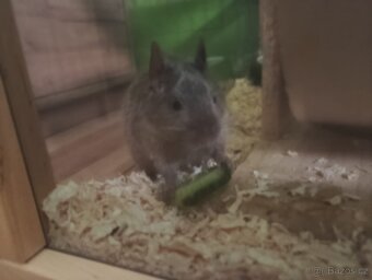 Osmačci s klecí - 2