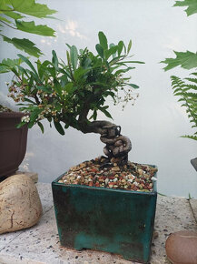 Hlohyně (Pyracantha) bonsaj - 2