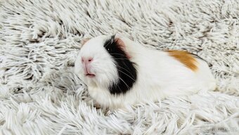 Morče, Morčátko, Morčátka - BETTY - 2