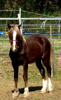 Welsh Cob D, Welsh pony - 2