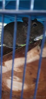 Osmák Degu - 2