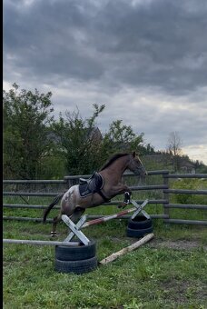 Appaloosa - 2