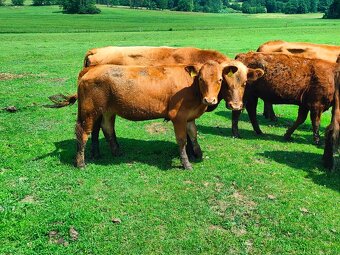 Jalovičky , jalovice , Aberdeen Angus - 2