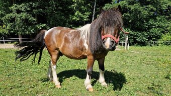 PRODÁM PONY / SHETTY / VALACH - 2