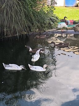 Indický běžec - 2