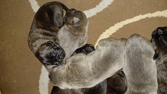 Cane Corso bez PP - 2