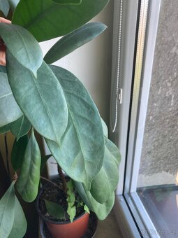 Ficus cyathistipula - 2