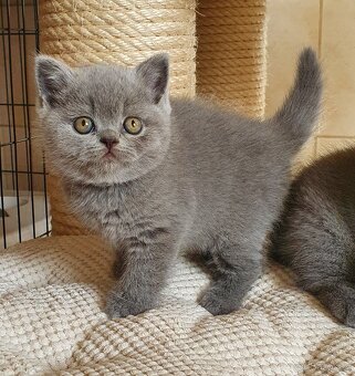Britská koťata s PP - 2