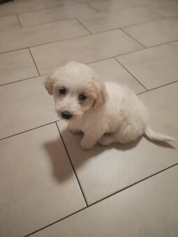 Corgi X maltézský psík - 2