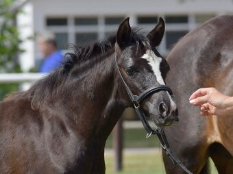Welsh pony klisna - 2