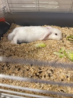 Zakrslý králíček - 2