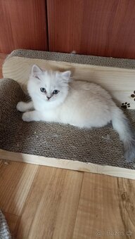 Britský Silver Point kocourek s PP - 2