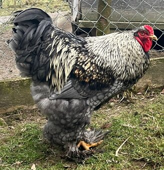Kohout brahmanky velké - 2