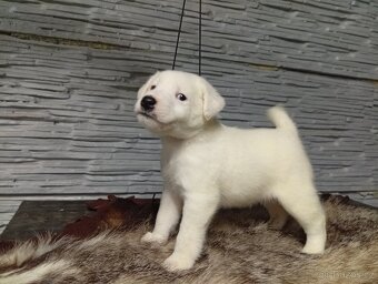 Foxterier hladkosrsty s PP - 2