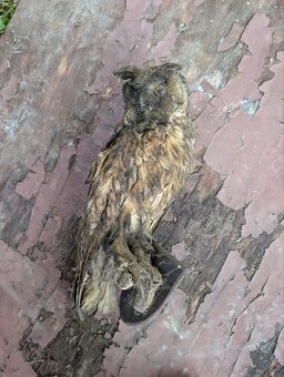 Vycpaniny trofeje - 2