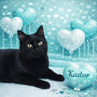 KASTOR a KREÓN - kastrovaní kocourci 8 měsíců - 2