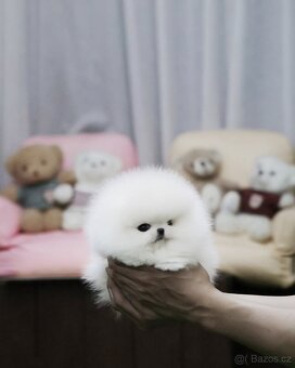 Pomeranian s PP - 2