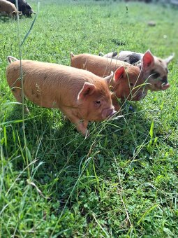 Kune kune selata - 2