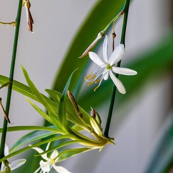Zelenec - Chlorophytum comosum - Zelený - rostlina - 2