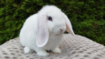 Zakrslý beránek, králíček, králík - HARRY - 2