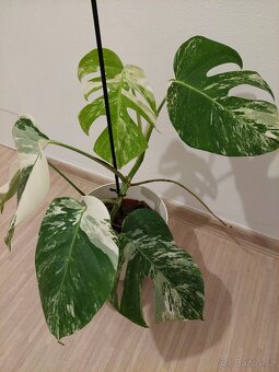 Monstera albo variegata - 2