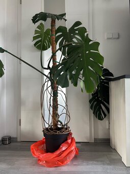 Monstera - 2