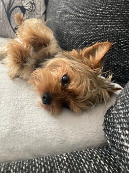 Jorkšírský teriér - 2