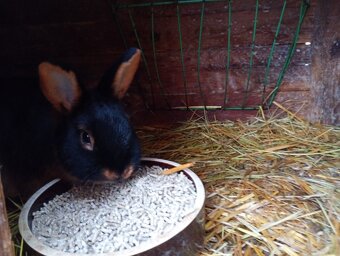 Tříslový černý - 2