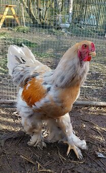 Mladý kohoutek Brahmánky - 2