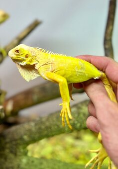 Leguan zelený - 2