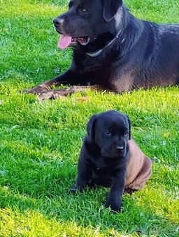 Labrador - 2