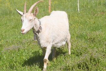 Koza bílá krátkosrstá, kůzle - REZERVACE - 2