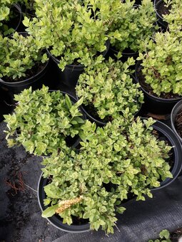 Spiraea japonica little princes tavolnik japonsky - 2
