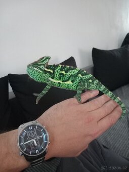 Chameleon Jemenský + terarium - 2