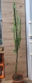 Pryšec trojúhlý (trojboký) – Euphorbia trigona - 2