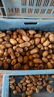 Krmné brambory - 2