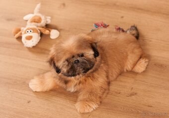 Shih-Tzu štěňatka - rozkošní společníci - 2