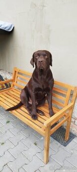 Štěňata Labradorského retrievera - 2