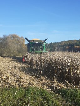 Kukuřice zrno 2025 - 2