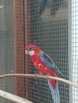 Rosela červená, penant přírodní - 2