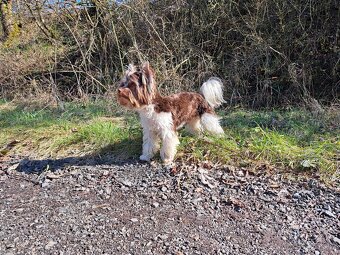 Yorkshire teriér s PP/ krytí - 2