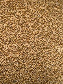 Pšenice ,oves,hořčice,žito - 2