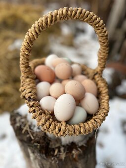 Domácí vejce - 2