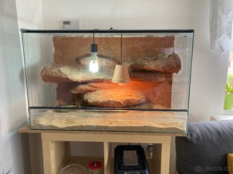 Agama vousatá samec a terarium 95x60x45 - 2